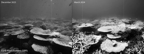 大堡礁深处目前与全球变暖“隔绝”-卖碳网