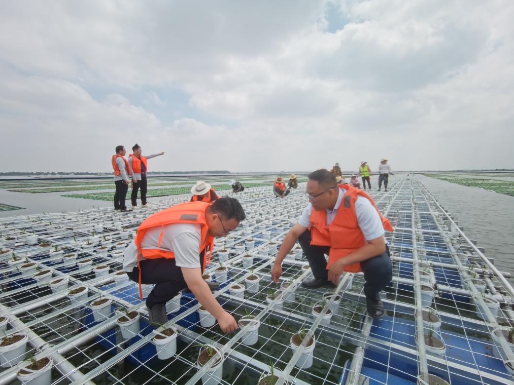 图片[2]-中国成功在大型煤田沉陷区上种植水稻-卖碳网